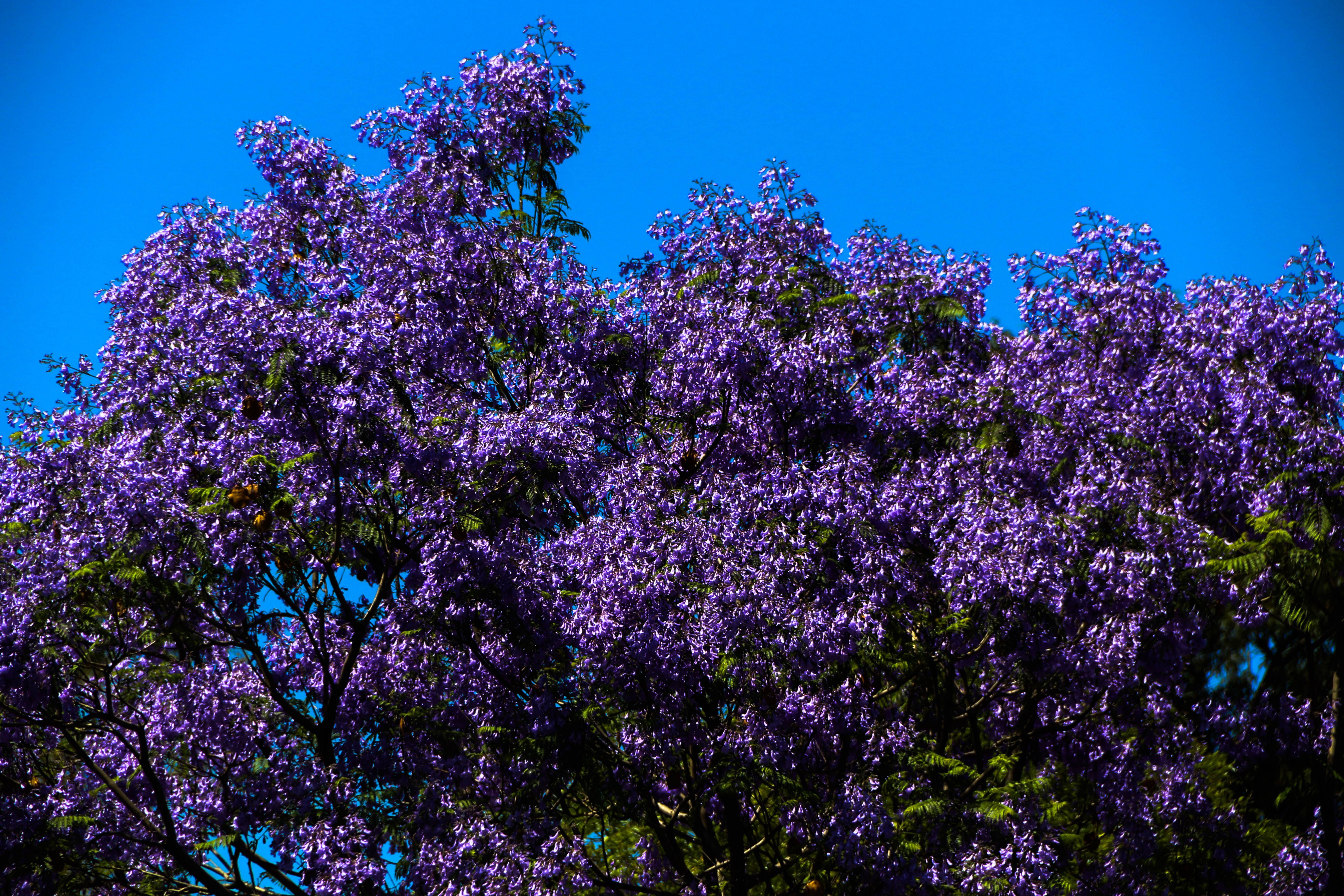 Jacarandas CDMX